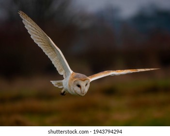 British Barn Owl Hunting Bird