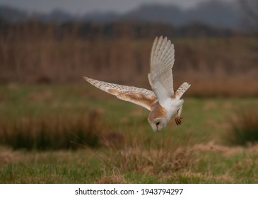 British Barn Owl Hunting Bird