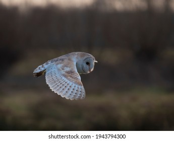 British Barn Owl Hunting Bird