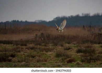 British Barn Owl Hunting Bird