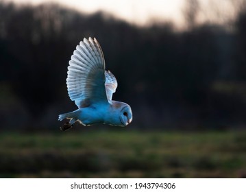 British Barn Owl Hunting Bird