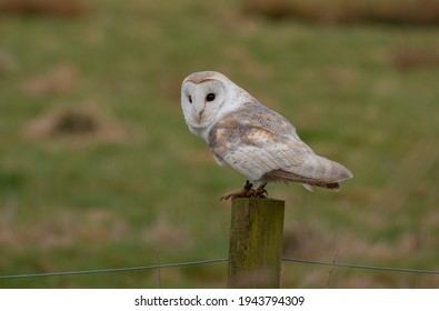 British Barn Owl Hunting Bird