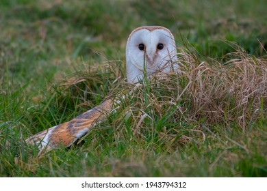 British Barn Owl Hunting Bird