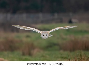 British Barn Owl Hunting Bird