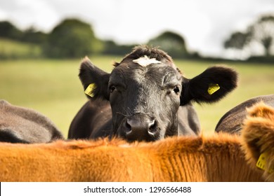 British Beef Cattle