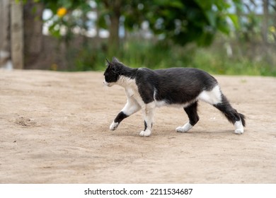 British Bicolor Cat, Black And White