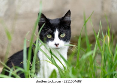 British Bicolor Cat, Black And White