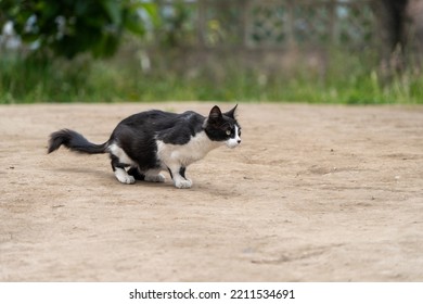 British Bicolor Cat, Black And White