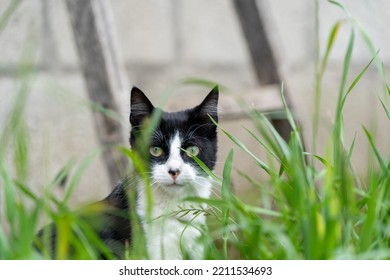 British Bicolor Cat, Black And White