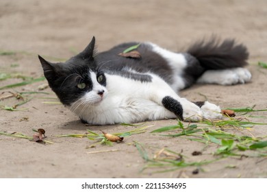 British Bicolor Cat, Black And White