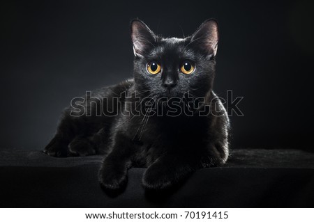 British black cat isolated on black background