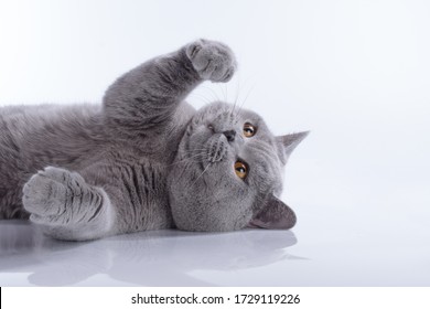 British blue adult male cat with bright orange eyes with thick plush fur on a white background - Powered by Shutterstock