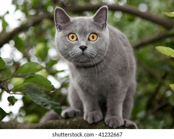 48,328 British blue cat Images, Stock Photos & Vectors | Shutterstock