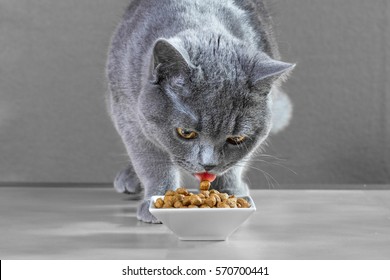 British Blue Cat Eats Cat Food.