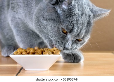 British Blue Cat Eats Cat Food.