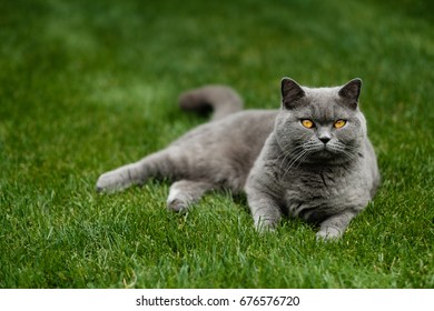 British Blue Cat Lying On Lawn