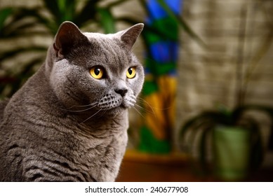 British Blue Cat Portrait 