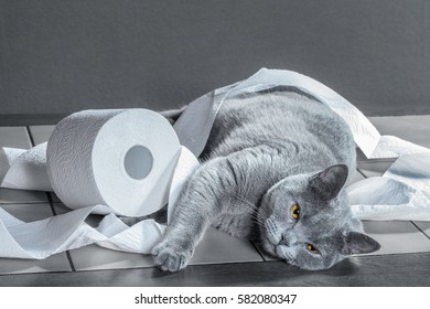 British Blue Cat And Toilet Paper