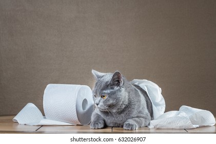 British Blue Cat And Toilet Paper.