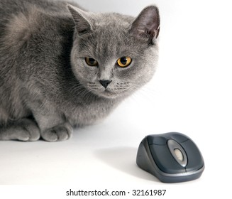 british blue cat with wifi mouse isolated