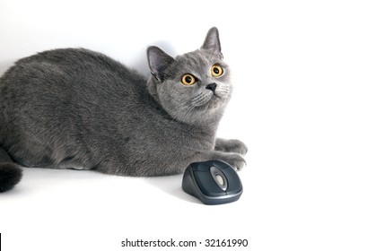 british blue cat with wifi mouse isolated