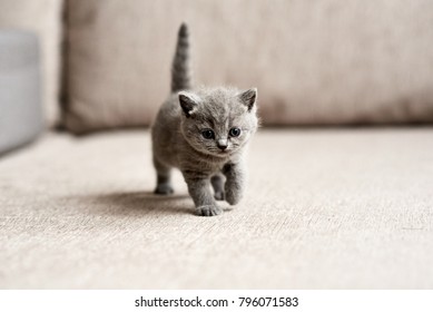British blue kitten is very beautiful. The British kitten looks straight. The British kitten looks very closely. - Shutterstock ID 796071583