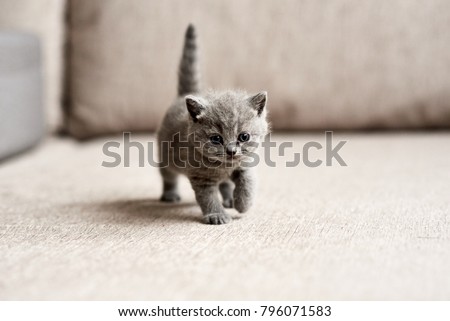 British blue kitten is very beautiful. The British kitten looks straight. The British kitten looks very closely.
