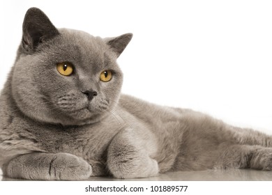 British blue shorthair cat on white background with reflections.