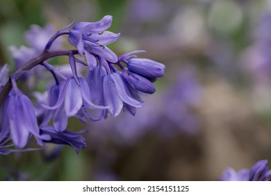 British bluebell (Hyacinthoides non-scripta) close up