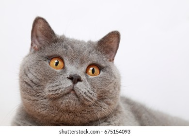 British breed cat - Shutterstock ID 675154093