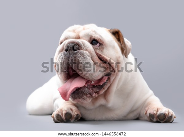 Cute British Bulldog Grey And White