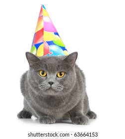 British Cat With Birthday Party Hat On A White Background