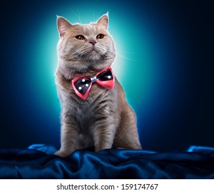 British Cat With A Bow Tie