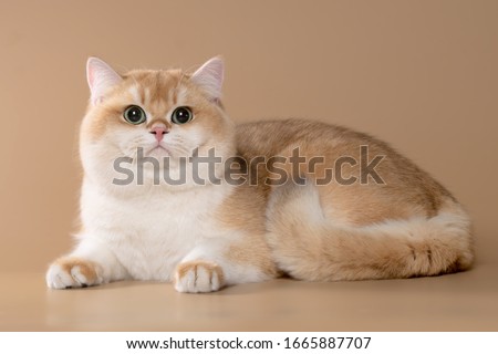 Similar – Image, Stock Photo Cute British shorthair golden cat sitting on wooden surface at home while looking at camera