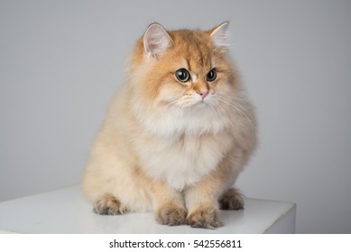 british cat chinchilla golden color on a white background  - Shutterstock ID 542556811