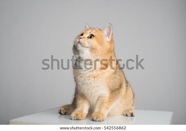 British Cat Chinchilla Golden Color On Stock Photo Edit Now