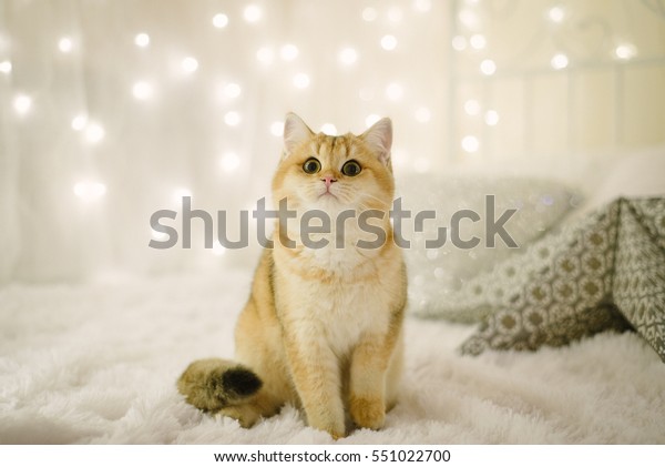 British Cat Chinchilla Golden Color Christmas Stock Photo Edit