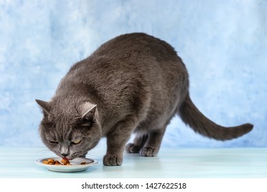 British Cat Eating Dry Food