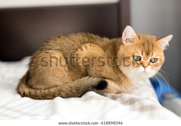 British Cat Golden Chinchilla Stock Photo Edit Now 618898346