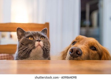 British Cat And Golden Retriever