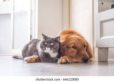 British cat and Golden Retriever - Shutterstock ID 646123000