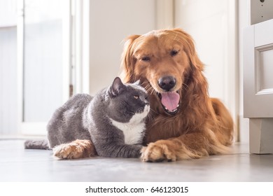 British cat and Golden Retriever - Shutterstock ID 646123015