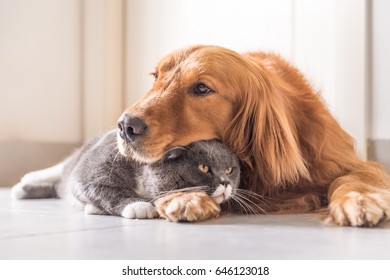British cat and Golden Retriever - Shutterstock ID 646123018