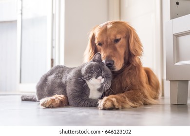 British cat and Golden Retriever - Shutterstock ID 646123102