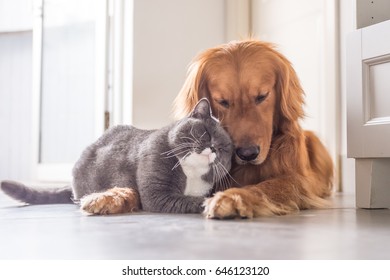 British cat and Golden Retriever - Shutterstock ID 646123120