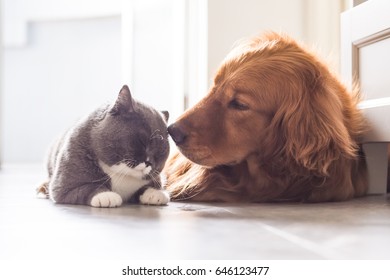 British cat and Golden Retriever - Shutterstock ID 646123477