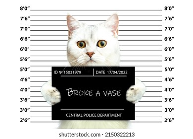 British Cat Holding A Police Department Banner. Mugshot. Photo Of The Criminal's Arrest. Funny Picture With Animals.