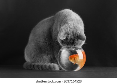 British cat hunts for goldfish in an aquarium on a black background. Expectation concept. Playful pet. Fishing as entertainment. Goldfish in an aquarium and a cat looking at it.