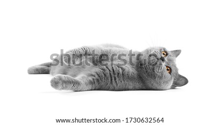 British cat is isolated. Playful cat trying to catch something. The gray cat beautifully lies on a white background