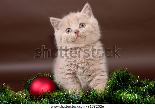 Download British Cat Kitten Background Christmas Stock Photo Edit Now 91392026 PSD Mockup Templates